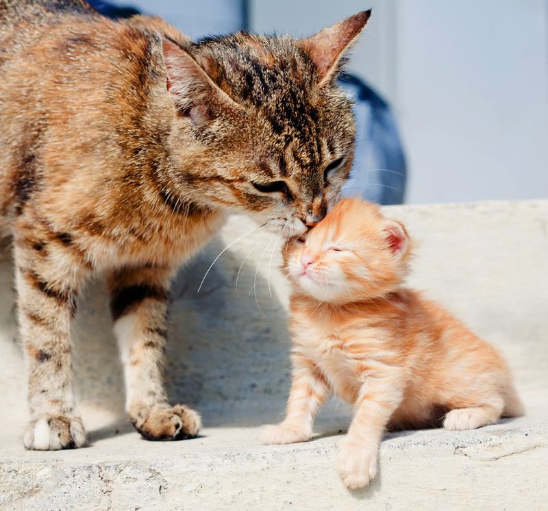 Do I Want a Kitten or an Adult Cat?