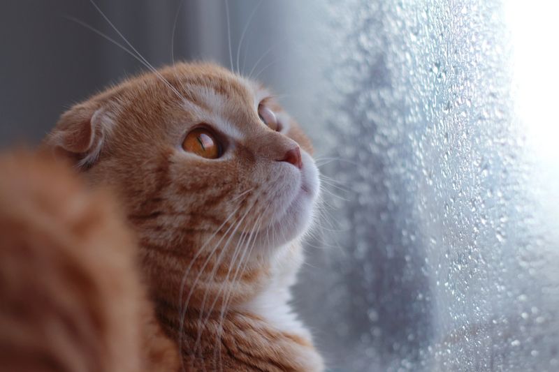 Do Reward Calm Behavior During Stressful Situations
