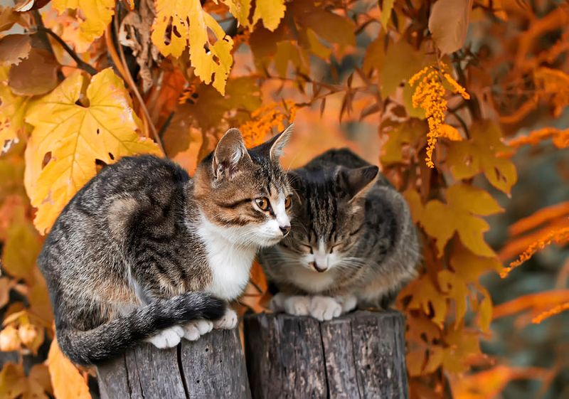 Do you have enough time for each cat?