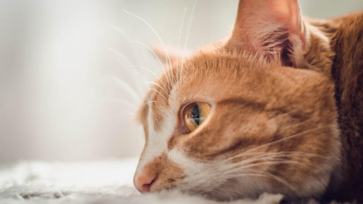 Does Your Cat Respond to Her Name, or Are You Just Fooling Yourself?