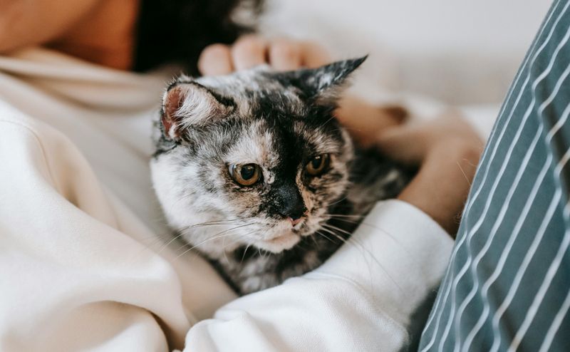 Cat Owners May Experience Higher Levels of Neuroticism