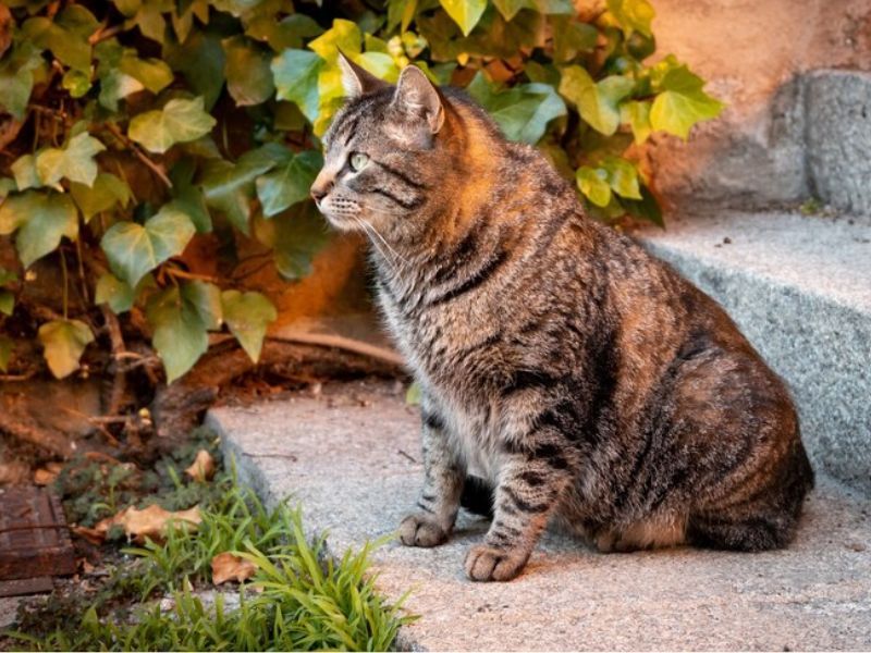 Chirps and Chatters Instead of Meows