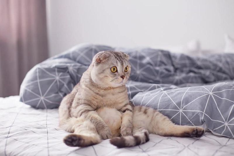 Scottish Fold