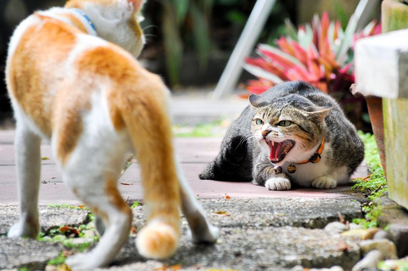 Dominant Pets