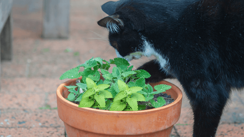 Don’t Force Catnip on Your Cat