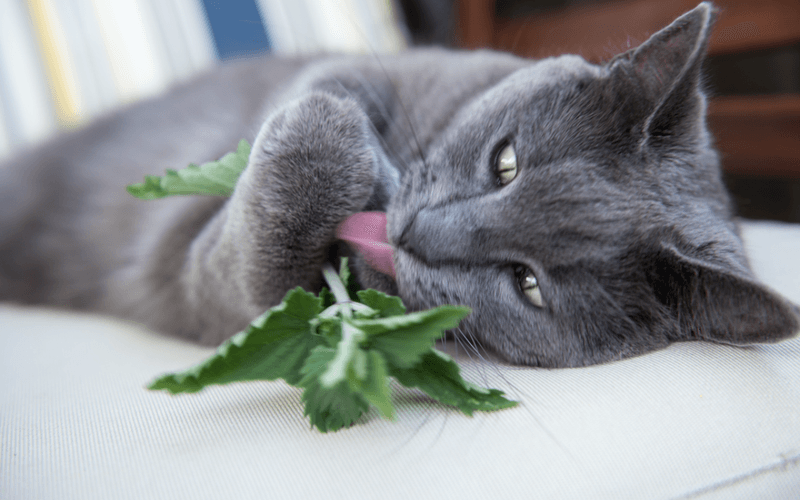 Don’t Give Catnip Daily