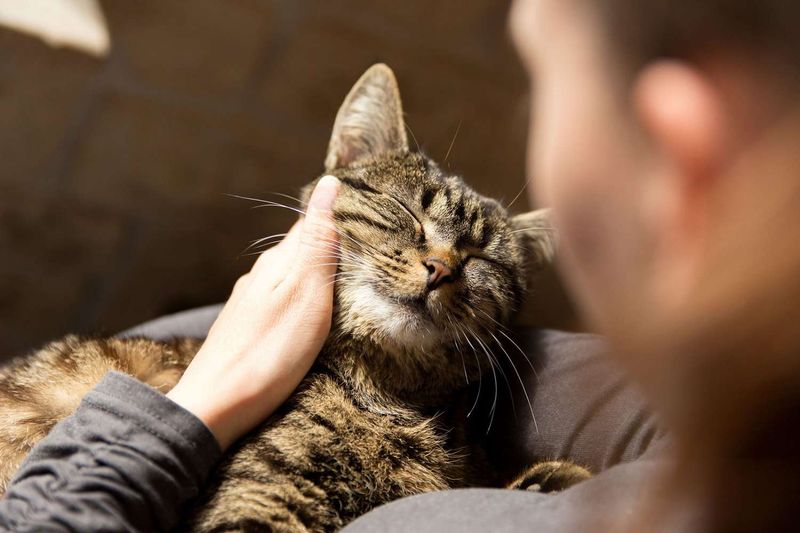 Don’t Pet Against the Fur