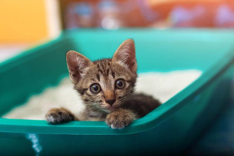 Keep Their Litter Box Clean