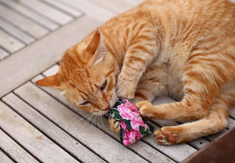 Don’t Use Catnip as a Substitute for Playtime