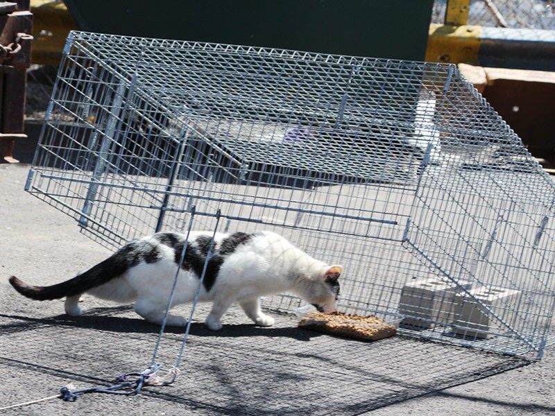 Transfer the Cat Safely