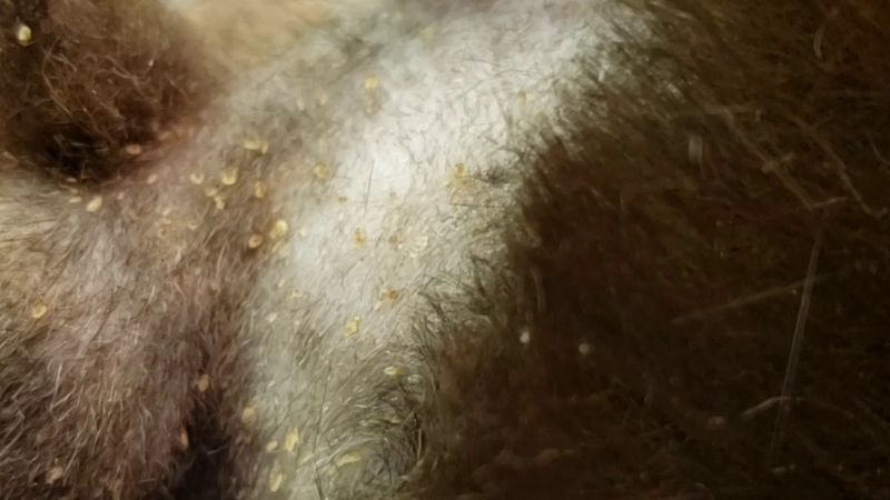 Visible Tiny White Specks (Nits)