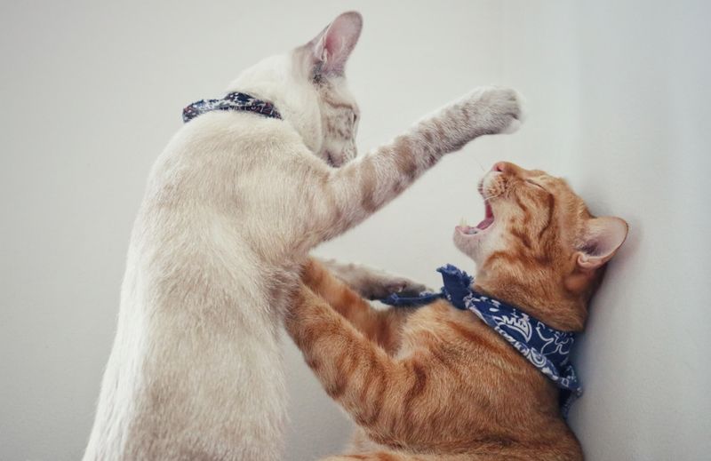During a Heated Moment With Another Pet