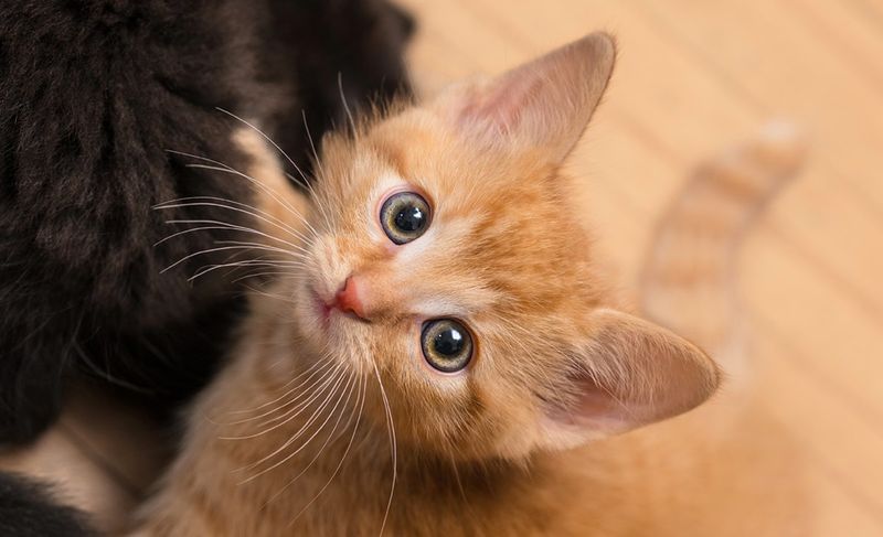 Ear Movements