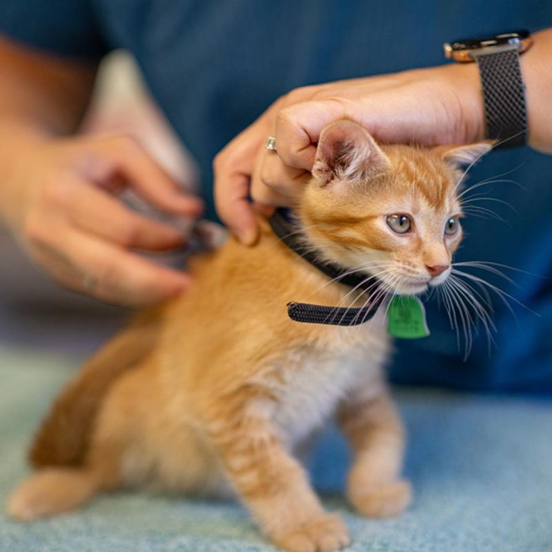 Health and Vet Records Are Often Complete