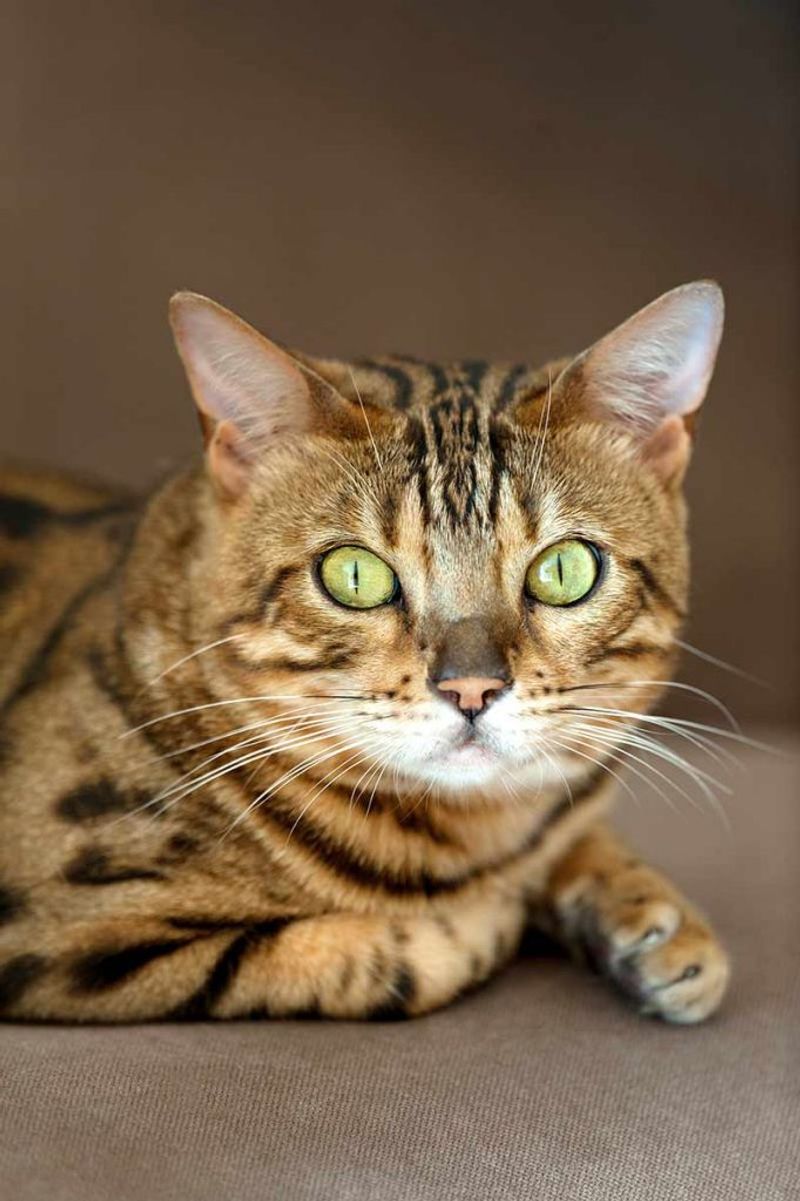 Toyger