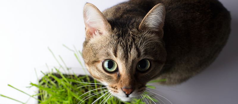 Ocicat