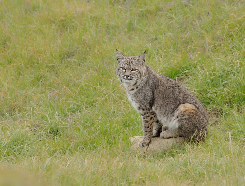 Encouraging Healthier Prey Populations Through Natural Selection