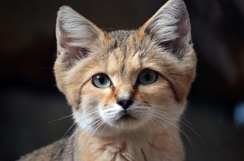 Endearing Appearance