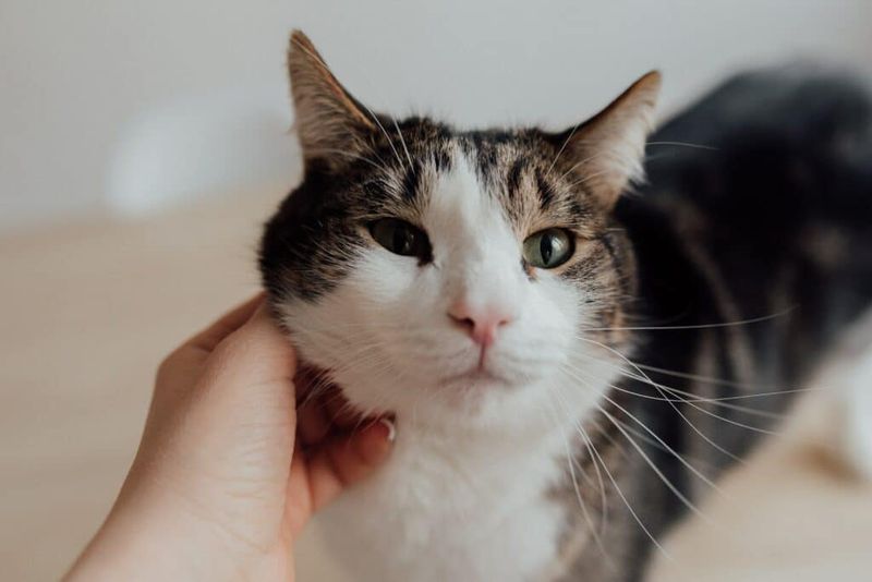 Groom or Pet on Their Terms