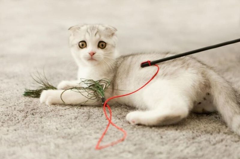 Engage in Playtime