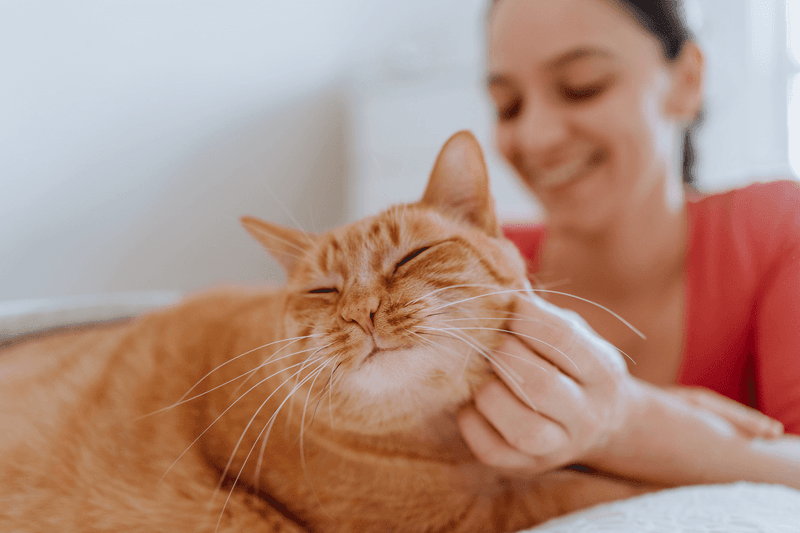 Offer Grooming or Brushing