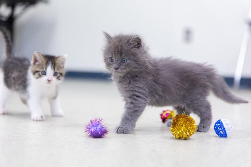Provide More Daytime Play and Stimulation