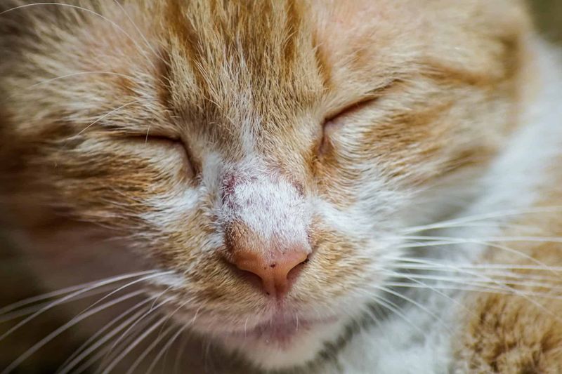 Nasal or Respiratory Infections