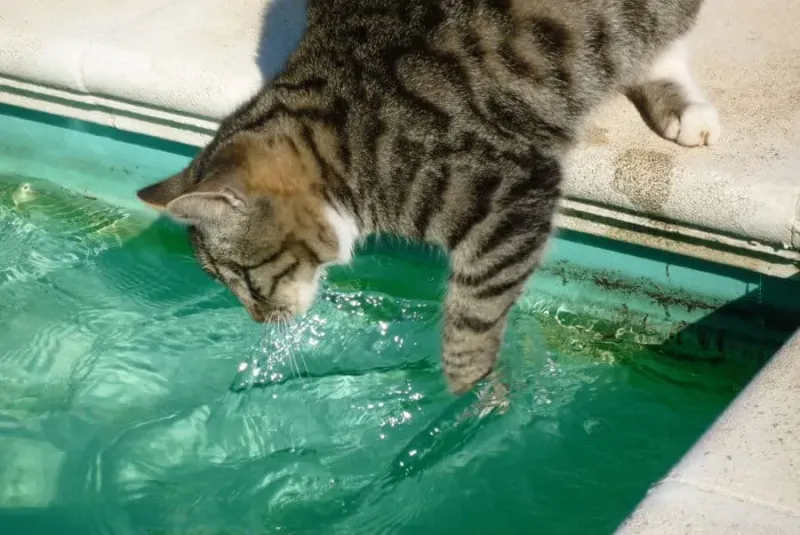 They Learn Through Observation