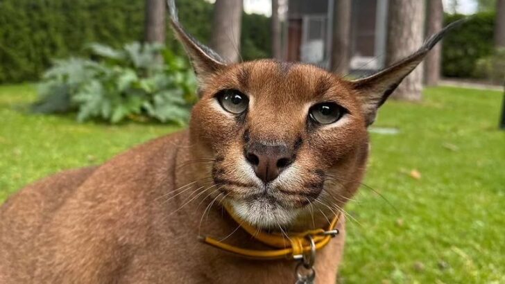 These 7 Big Cats Are Viral Social Media Sensations