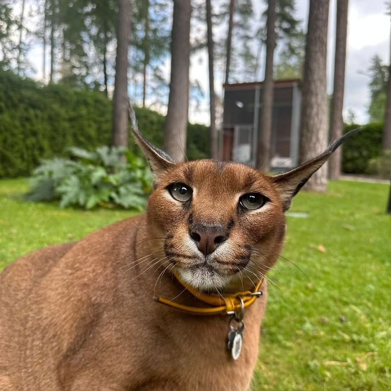 Pumba the Caracal