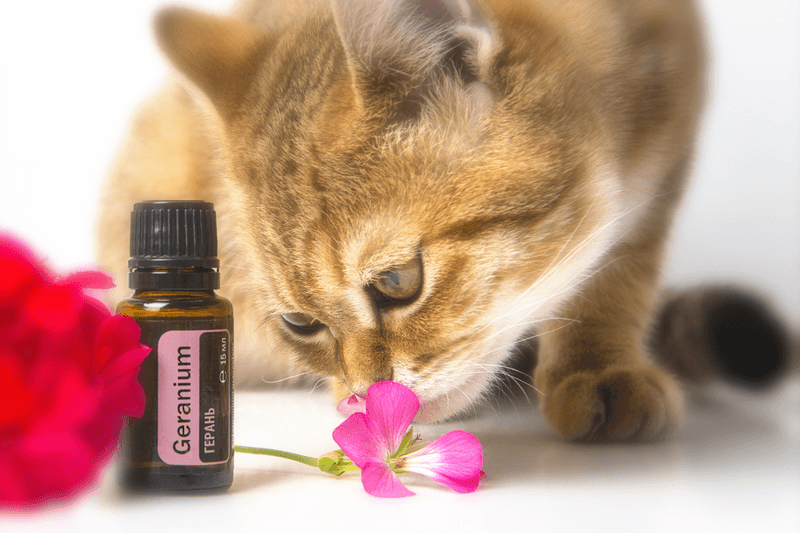 Essential Oils