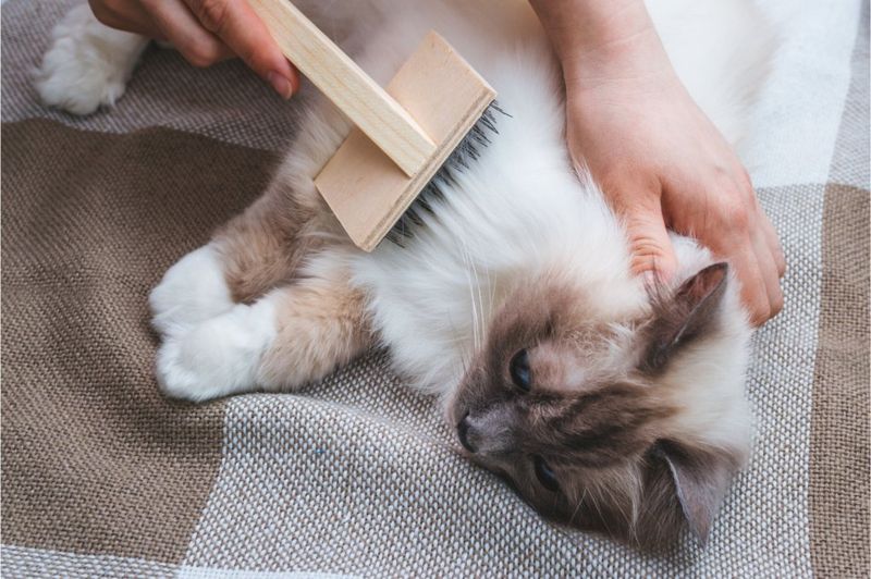 Establish Grooming Routines