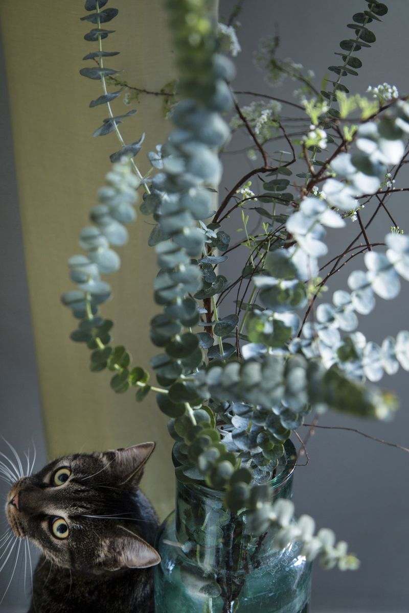 Eucalyptus