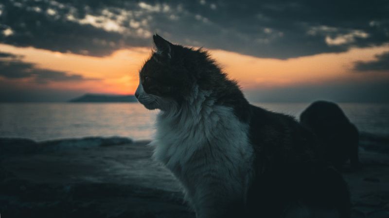 Evening Wind Down