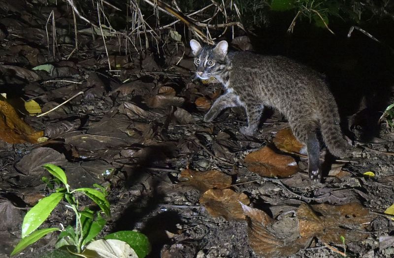 Fewer Than 250 Left in the Wild