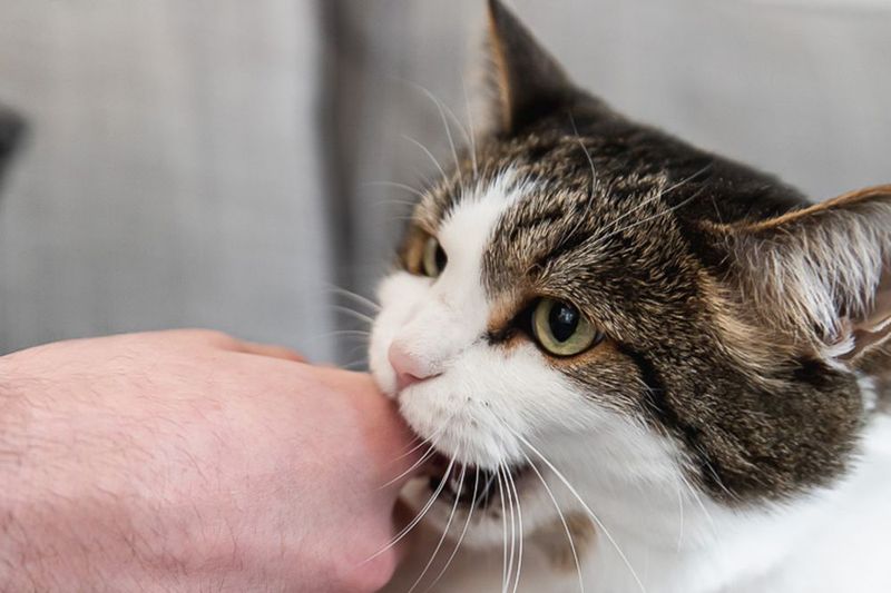 Excessive Licking or Biting During Interactions