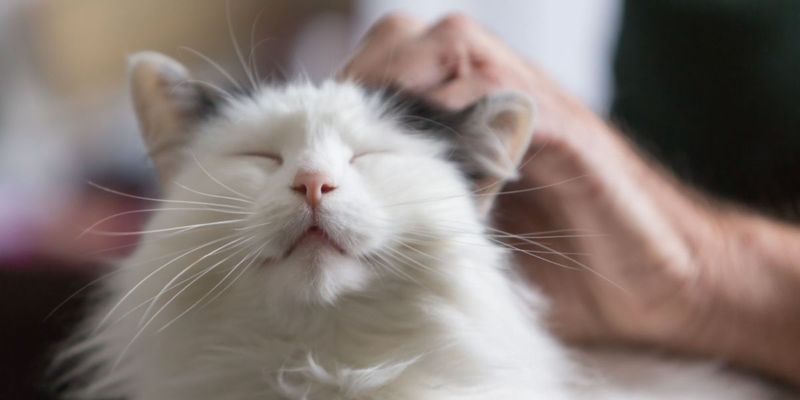 Excessive Purring
