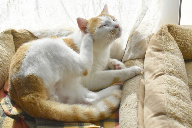 Excessive Scratching or Itching