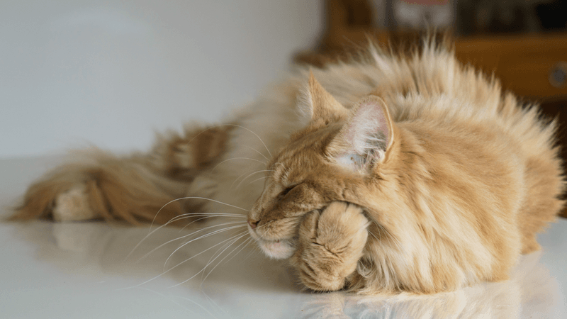 Excessive Sleeping