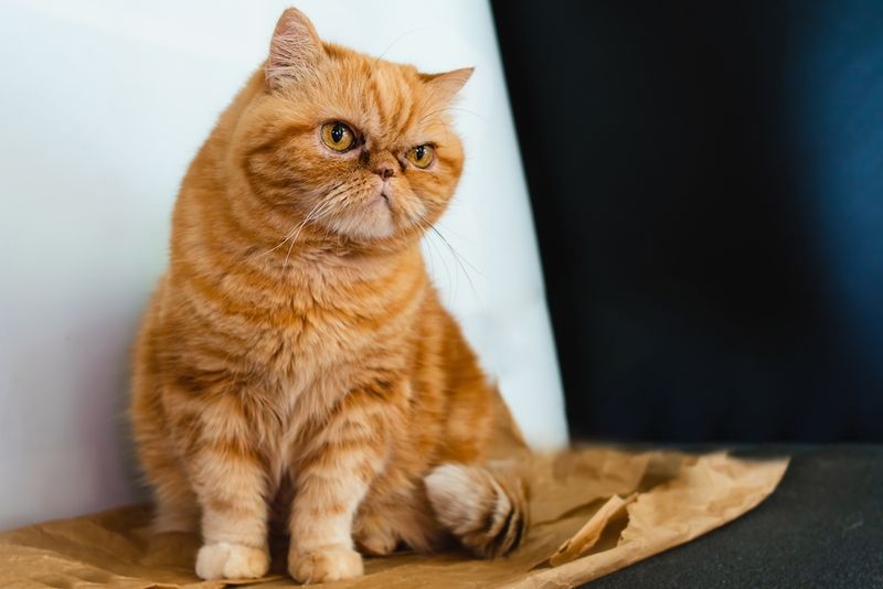 Exotic Shorthair