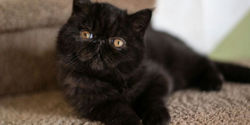 Exotic Shorthair