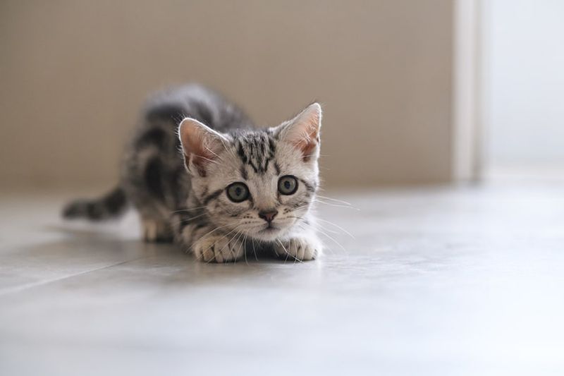 American Shorthair