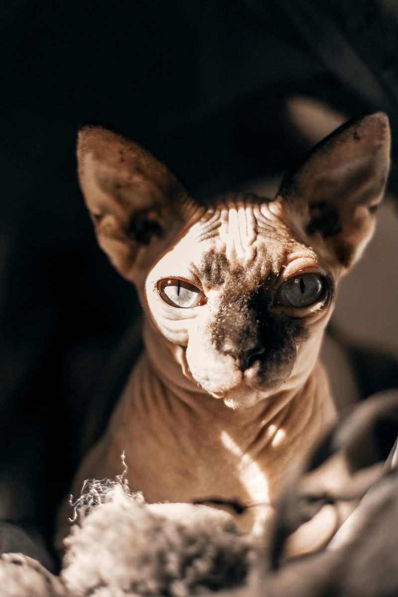 Sphynx