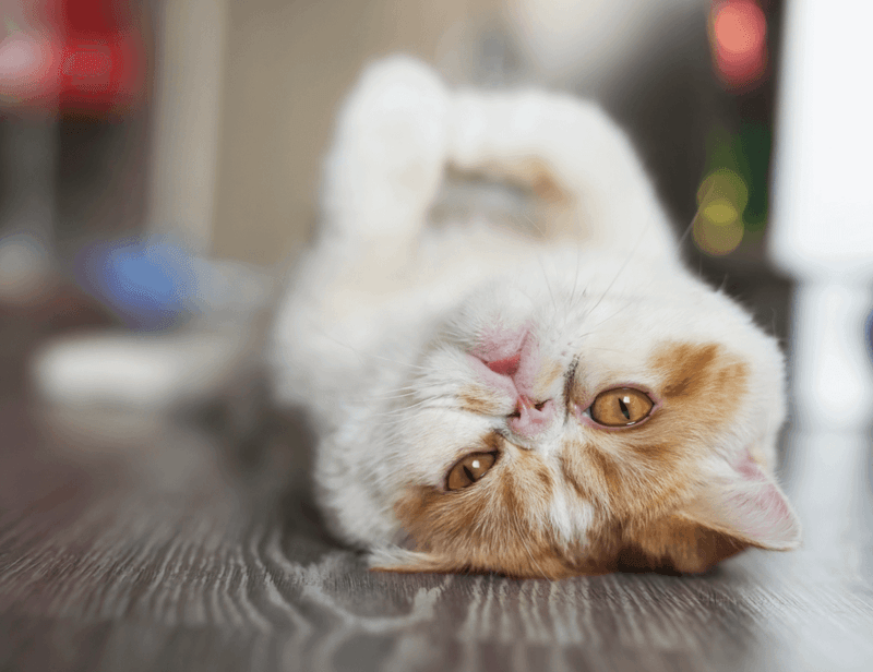 Exotic Shorthair