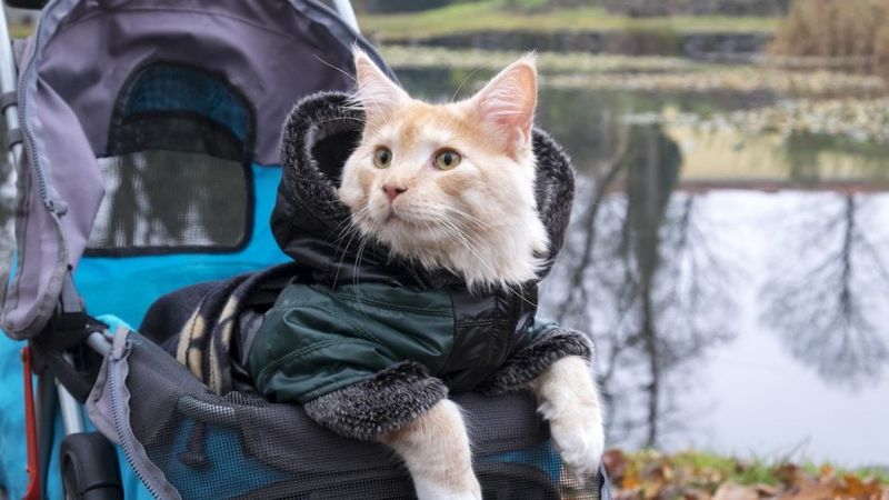 Cat Strollers