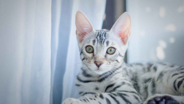 Exploring the 10 Most Stunning Bengal Cat Coat Colors