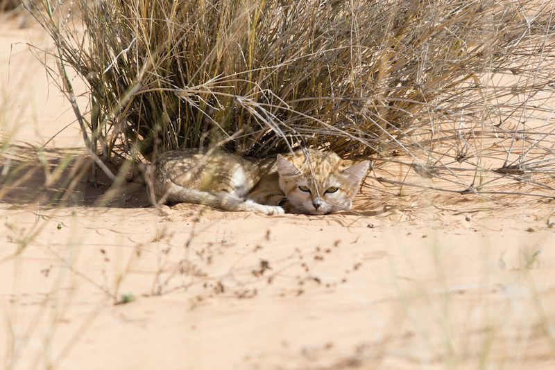 Masters of Camouflage