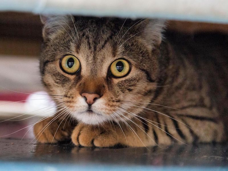 Fear of Loud Noises