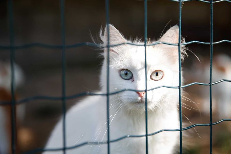 Adoption vs. Breeders