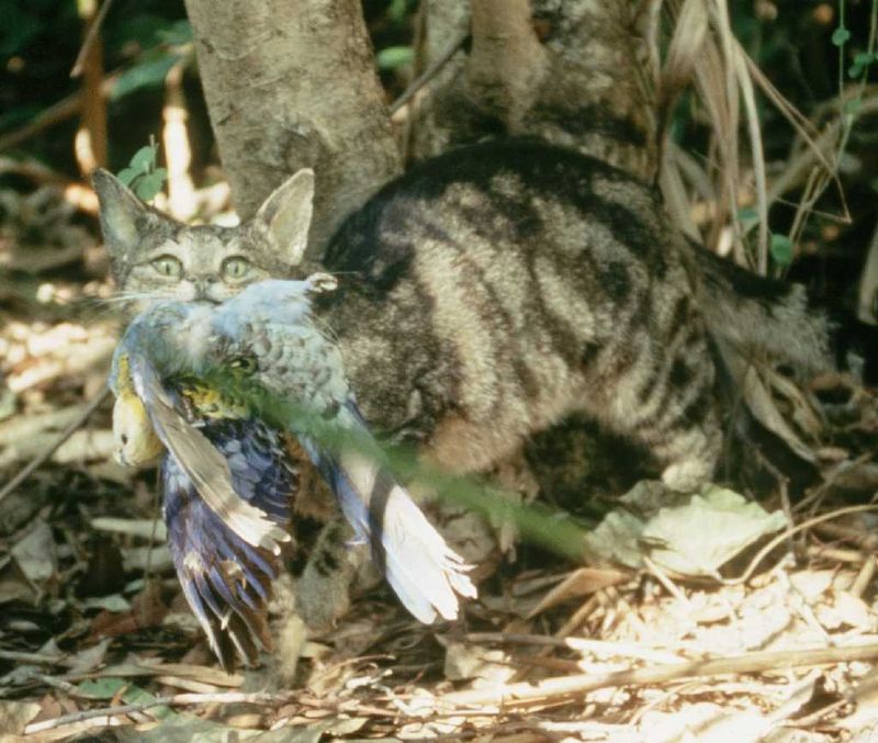 Feeding Habits